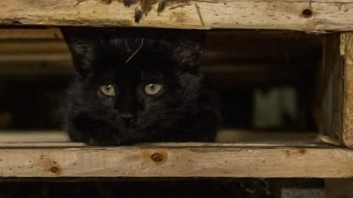 Black kitten partially obscured in dim available light